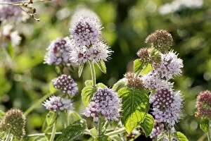 Images Dated 19th December 2005: Water mint (Mentha aquatica)