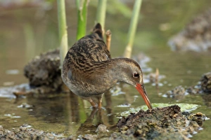 Water rail feeding Water rail feeding