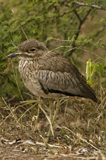 Water thick-knee Water thick-knee