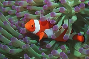 Images Dated 7th December 2004: Western clown anemonefish