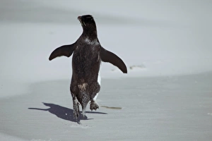 Eudyptes Chrysocome Gallery: Western rockhopper penguin