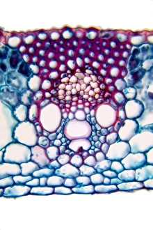 Vascular Bundle Structure Prints: Wheat leaf, light micrograph