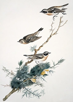 Whinchat Gallery: Whinchats, 19th century artwork C013 / 6380