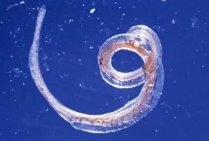 Images Dated 2nd October 2003: Whipworm parasite