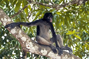 White Fronted Gallery: White-bellied spider monkey in a tree