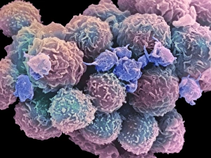 White blood cells and platelets White blood cells and platelets