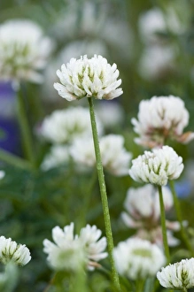 White clover (Trifolium repens) in flower White clover (Trifolium repens) in flower