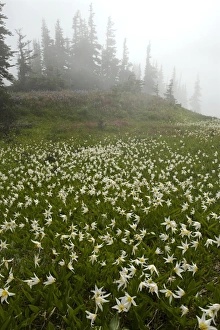 White glacier lily (Erythronium montanum) White glacier lily (Erythronium montanum)