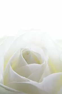 Fragile Gallery: White rose (Rosa sp.)