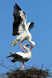 Images Dated 13th December 2013: White storks courting C018 / 9343