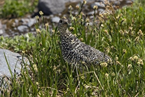 White-tailed ptarmigan on a mountainside White-tailed ptarmigan on a mountainside