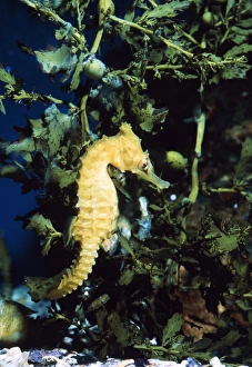 Whites sea horse Whites sea horse