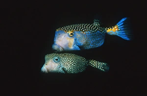 Whitespotted boxfish Whitespotted boxfish