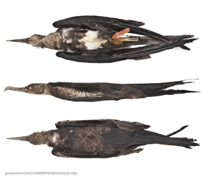 Wilsons frigate bird Wilsons frigate bird