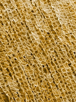 Wine cork, SEM Wine cork, SEM