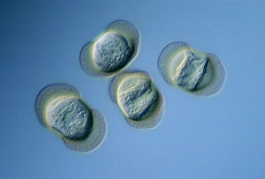 Images Dated 30th October 1990: Winged pollen grains from Lebanon cedar
