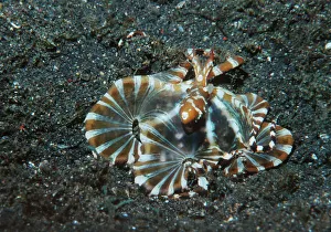 Images Dated 14th November 2006: Wonderpus octopus