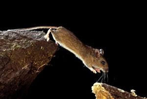 Images Dated 21st November 2002: Wood mouse leaping