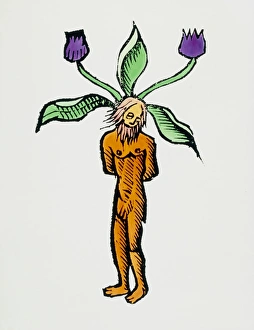 Woodcut of mandrake root Woodcut of mandrake root