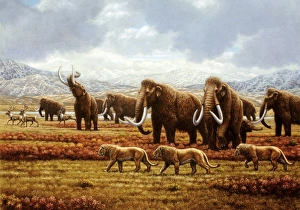 Woolly mammoths Woolly mammoths