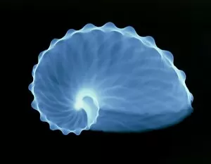 Images Dated 1st December 1995: X-ray of a paper nautilus shell, Argonauta hians