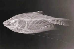 X-ray of a Pearl gourami fish, Trichogaster leeri X-ray of a Pearl gourami fish, Trichogaster leeri