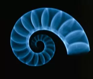 Images Dated 18th November 2004: X-ray of rams horn squid shell (Spirula spirula)