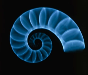 X-ray of rams horn squid shell (Spirula spirula) X-ray of rams horn squid shell (Spirula spirula)