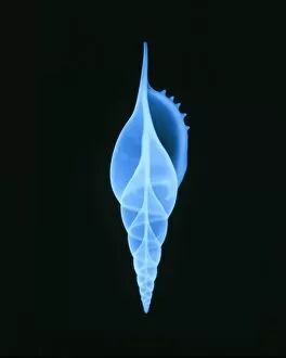 Images Dated 11th November 2002: X-ray of Tibia martini seashell
