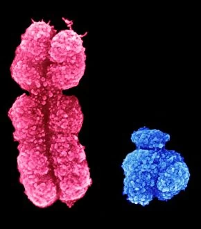 Pair Gallery: X and Y chromosomes