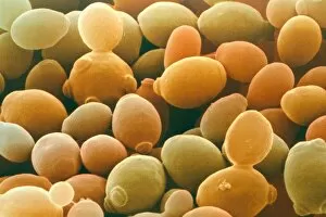 Images Dated 18th March 2003: Yeast, Saccharomyces cerevisiae
