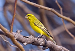 Yellow canary in a tree Yellow canary in a tree