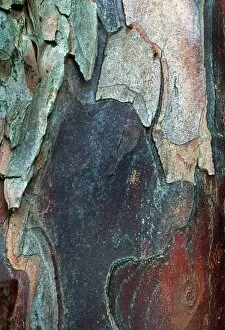 Images Dated 28th February 2003: Yew tree bark