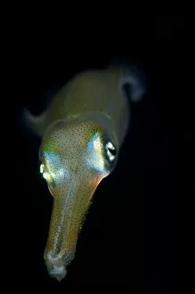 Bigfin Gallery: Young bigfin reef squid at night