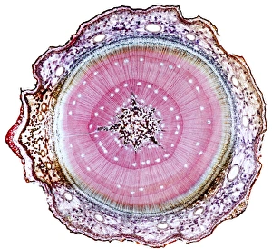 Young pine tree stem, light micrograph Print