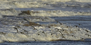 Images Dated 22nd July 2005: Arctic Terns hunting for food on the Whitley Bay beach
