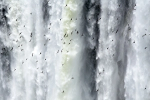 Argentina, Misiones, Iguazu National Park. Birds fly in flocks in front of the impressive Argentina, Misiones, Iguazu National Park. Birds fly in flocks in front of the impressive