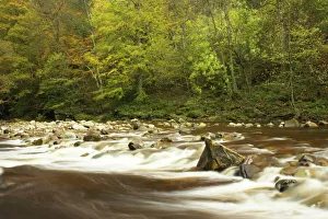 ENGLAND Northumberland Allen Banks The fast flowing waters of River Allen running through the tree clad Staward Gorge ENGLAND Northumberland Allen Banks The fast flowing waters of River Allen running through the tree clad Staward Gorge