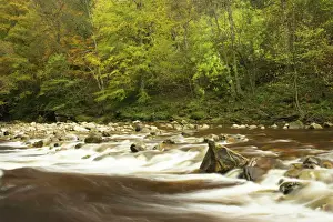 River Prints: Allen Banks Print - Staward Gorge Autumn Landscape