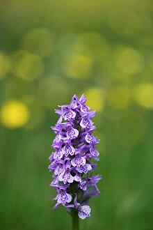 Orchid Collection: England, Northumberland, Common Spotted Orchid