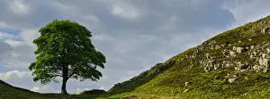 Hadrian's Wall Prints: Northumberland National Park Print - Sycamore Gap Panorama