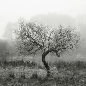Misty Morning Print of Hadrian's Wall