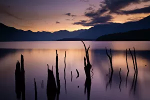 Images Dated 28th March 2007: New Zealand, Fiordland, Fiordland National Park. The flooded remnants of trees pierce the tranquil