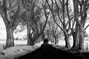 Northern Ireland, Country Antrim, The Dark Hedges Northern Ireland, Country Antrim, The Dark Hedges