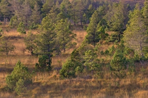 Scotland, The Isle of Lewis, Aline Community Woodland Scotland, The Isle of Lewis, Aline Community Woodland
