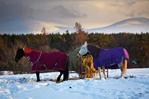 Freeze Gallery: Scotland, Scottish Highlands, Cairngorms National Park. Horses grazing in a winter landscape of