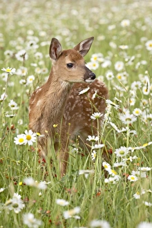 Still Life of Daisy