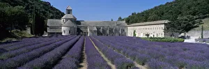 Abbaye de Senanque with purple lavender in foreground, Gordes, Vaucluse Department Abbaye de Senanque with purple lavender in foreground, Gordes, Vaucluse Department