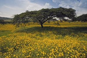 Acacia tree and yellow Meskel flowers in bloom after the rains, Green fertile fields Acacia tree and yellow Meskel flowers in bloom after the rains, Green fertile fields