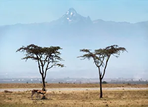 Acacia trees with Mount Kenya on Ol Pejeda Conservancy, Central Kenya, East Africa Acacia trees with Mount Kenya on Ol Pejeda Conservancy, Central Kenya, East Africa
